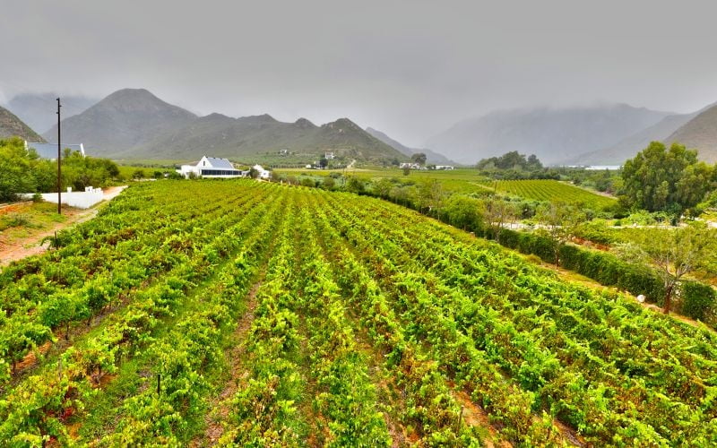 OrangeGroveF-Vineyard